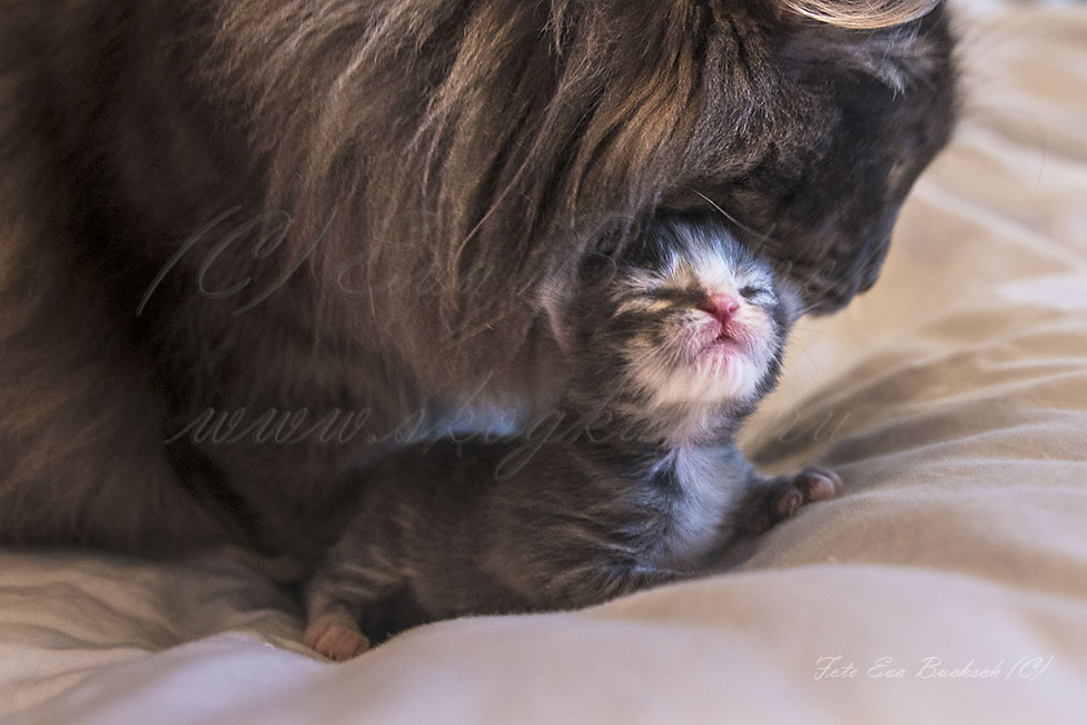 Huldrelandets norska skogkatter - foto av Eva Bucksch